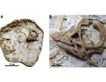 Newly discovered rare dinosaur embryos show sauropods had rhino-like horns