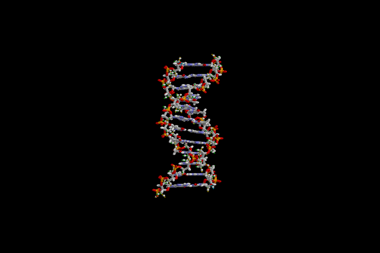 Researchers discover how genome controls early human development