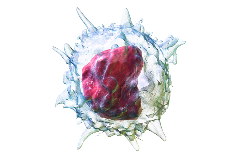 Role of bone marrow immune cells in COVID-19 revealed