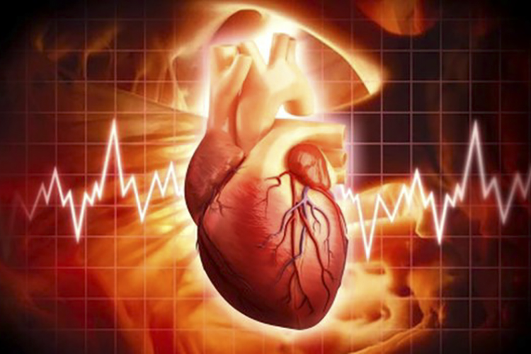 Scientists discover why the heart slows down at night