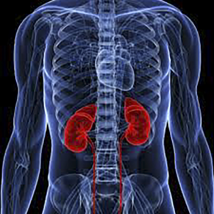 ‘Causal’ blood pressure genes found in the human kidney