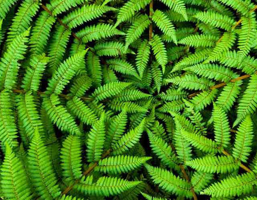 The UK’s 'greenish’ recovery: good intentions but lacking clarity and ambition
